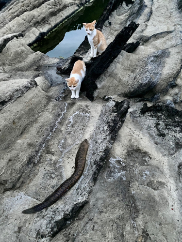 ウツボの釣果