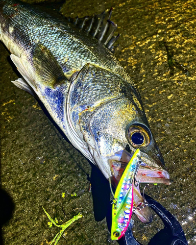 シーバスの釣果