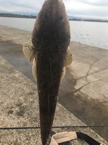 マゴチの釣果