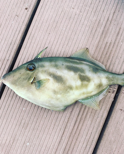 ウマヅラハギの釣果