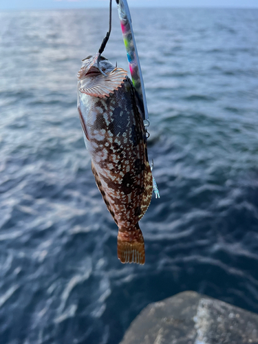 アイナメの釣果