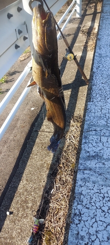 ナマズの釣果