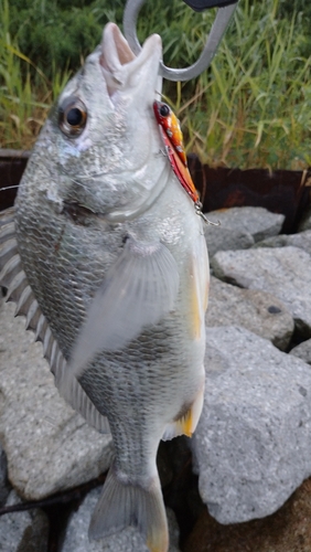 キビレの釣果