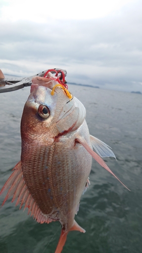 チダイの釣果