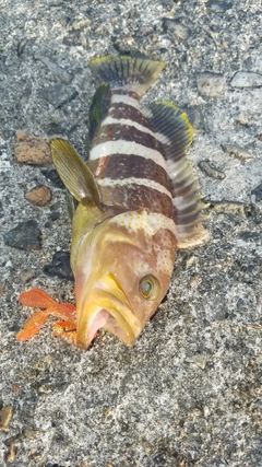 アオハタの釣果