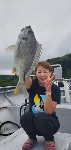 キビレの釣果