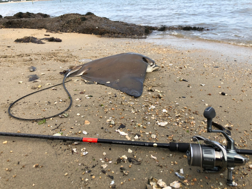 ナルトビエイの釣果