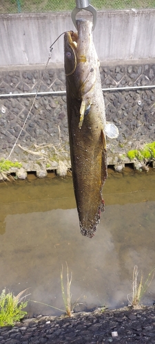 ナマズの釣果