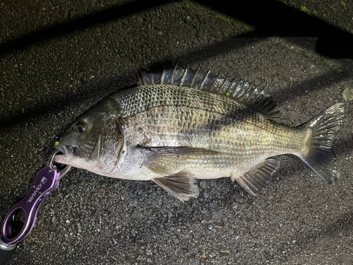 チヌの釣果