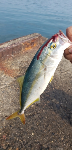 ツバスの釣果