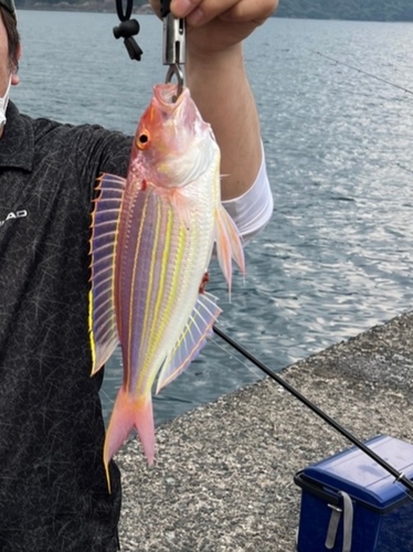 イトヨリダイの釣果