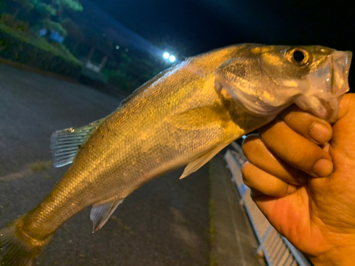 セイゴ（ヒラスズキ）の釣果