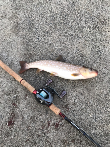 アメマスの釣果