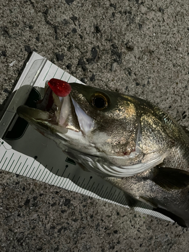 シーバスの釣果