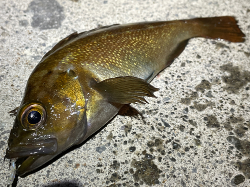 ガヤの釣果