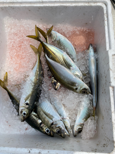 マアジの釣果