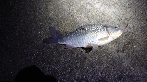 フナの釣果