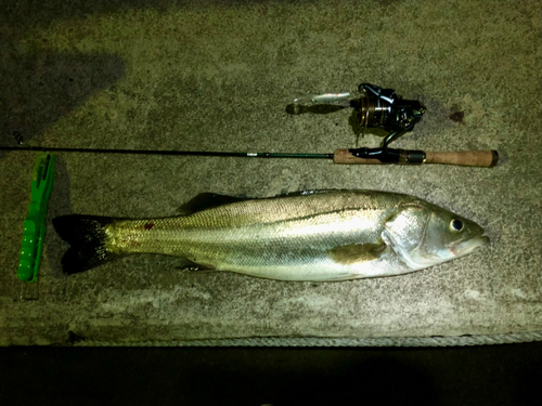 シーバスの釣果