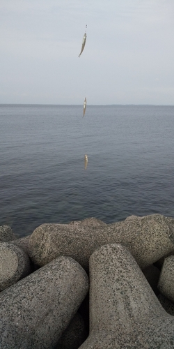 シロギスの釣果