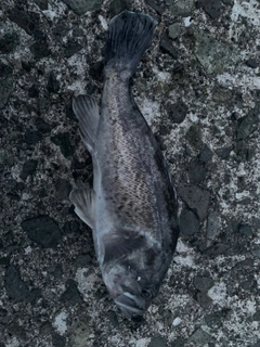 ソイの釣果