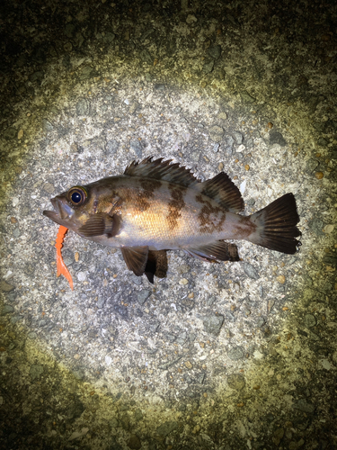 メバルの釣果