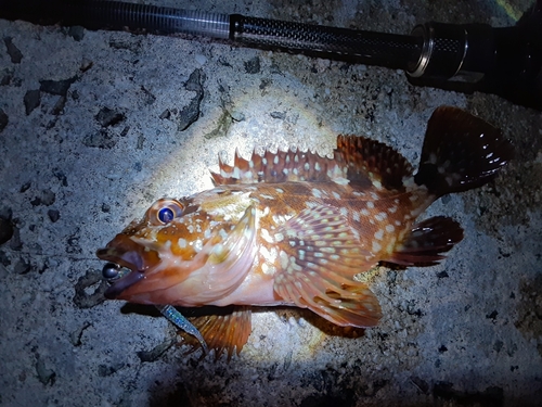 カサゴの釣果