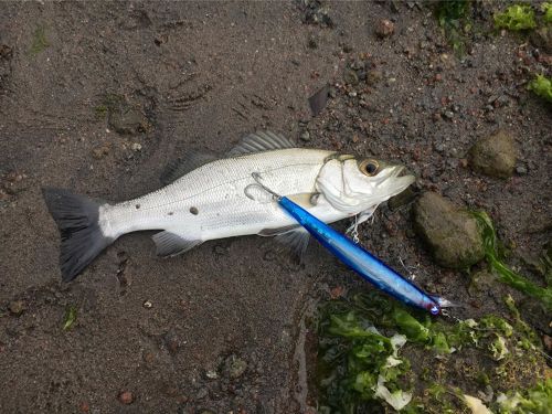 セイゴ（ヒラスズキ）の釣果