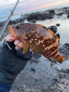 キジハタの釣果