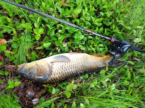 コイの釣果