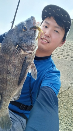 チヌの釣果
