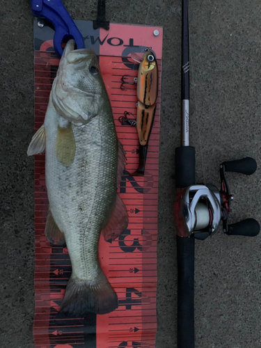 ブラックバスの釣果