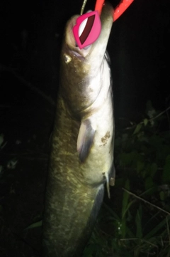 ナマズの釣果