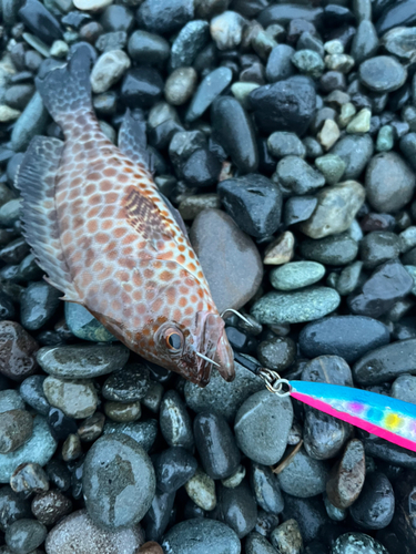 オオモンハタの釣果