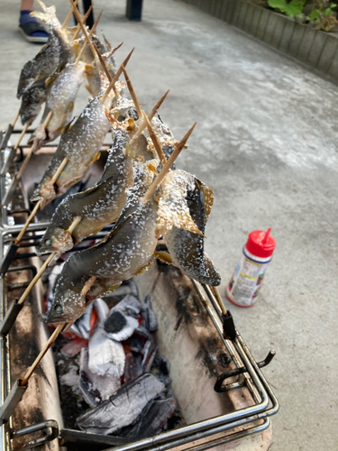 アユの釣果