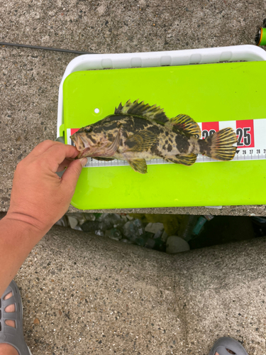 タケノコメバルの釣果