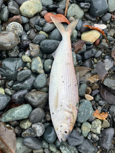 コノシロの釣果