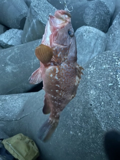 キジハタの釣果