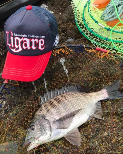 クロダイの釣果