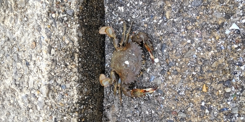 カニの釣果