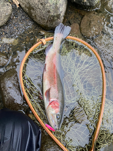 ニジマスの釣果