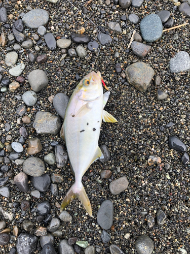 ショゴの釣果