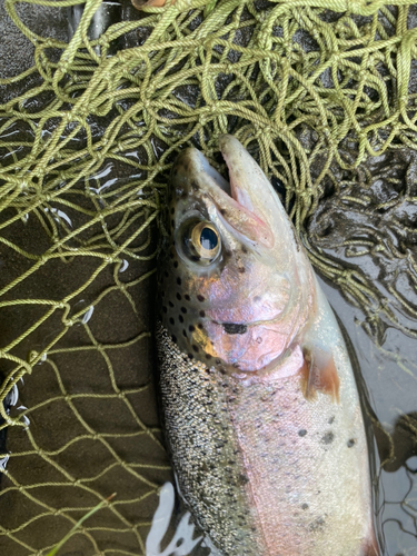 ニジマスの釣果