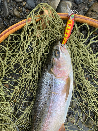 ニジマスの釣果