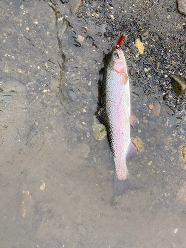 ニジマスの釣果