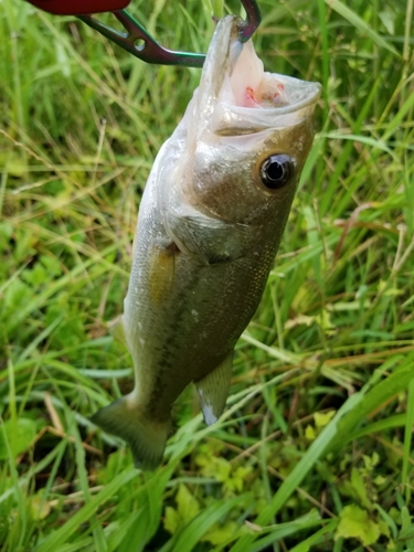 ラージマウスバスの釣果