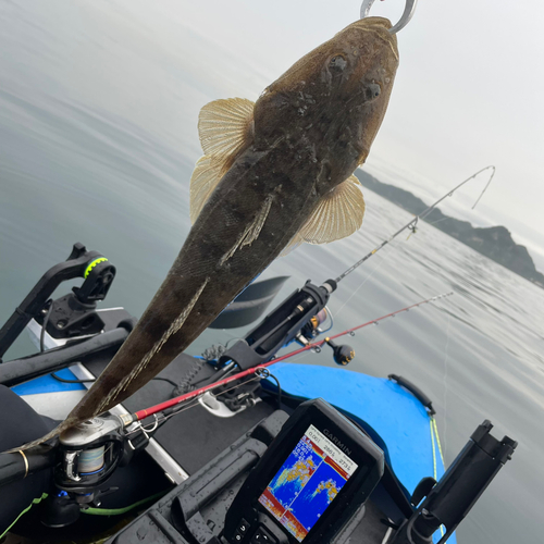 マゴチの釣果