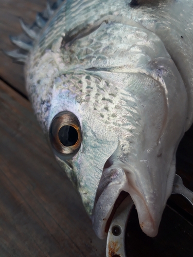 キビレの釣果