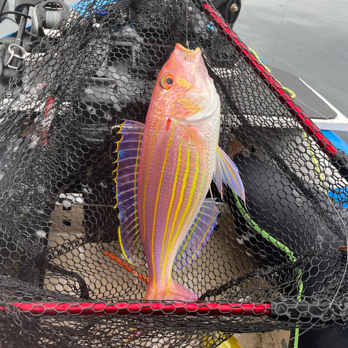 イトヨリダイの釣果