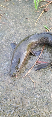 ライギョの釣果