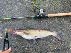 アメリカナマズの釣果